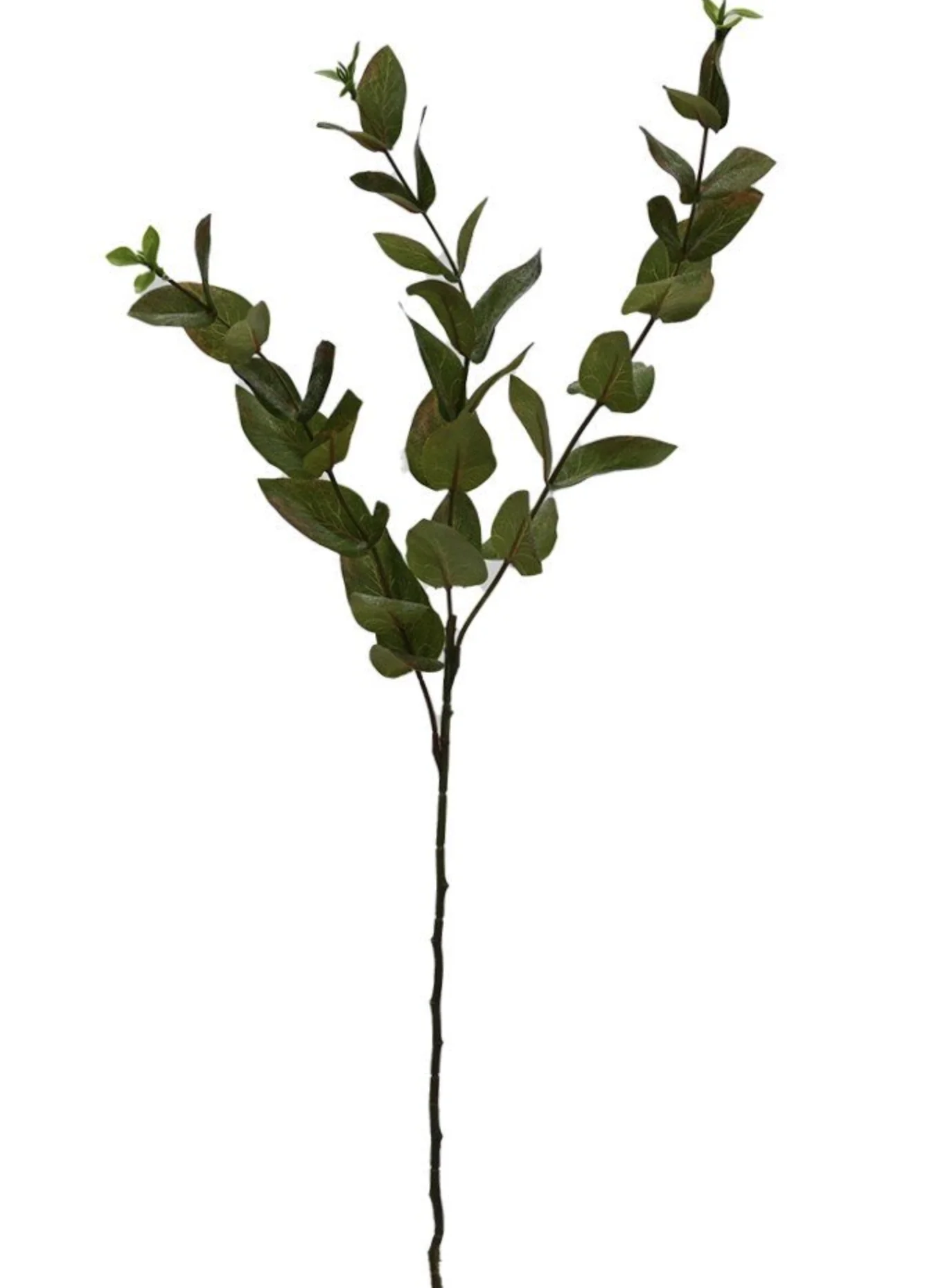 Beech Leaf Spray -Hunter Green