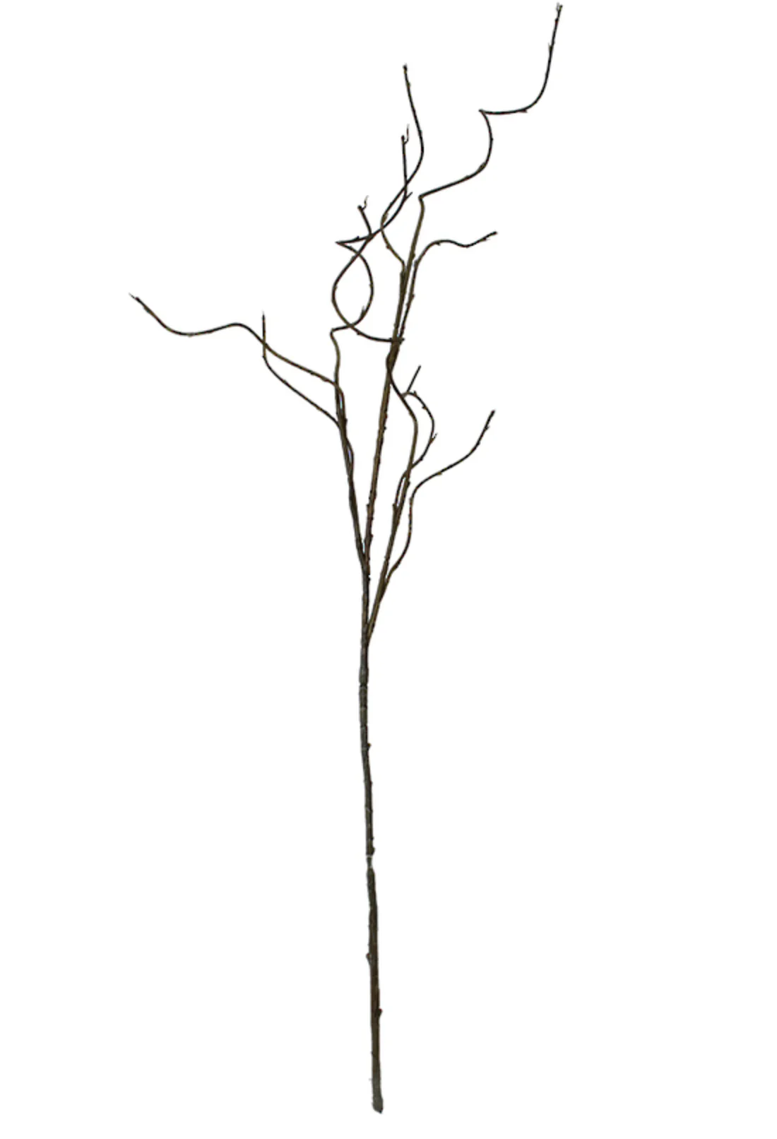 Curly Willow Branch Brown