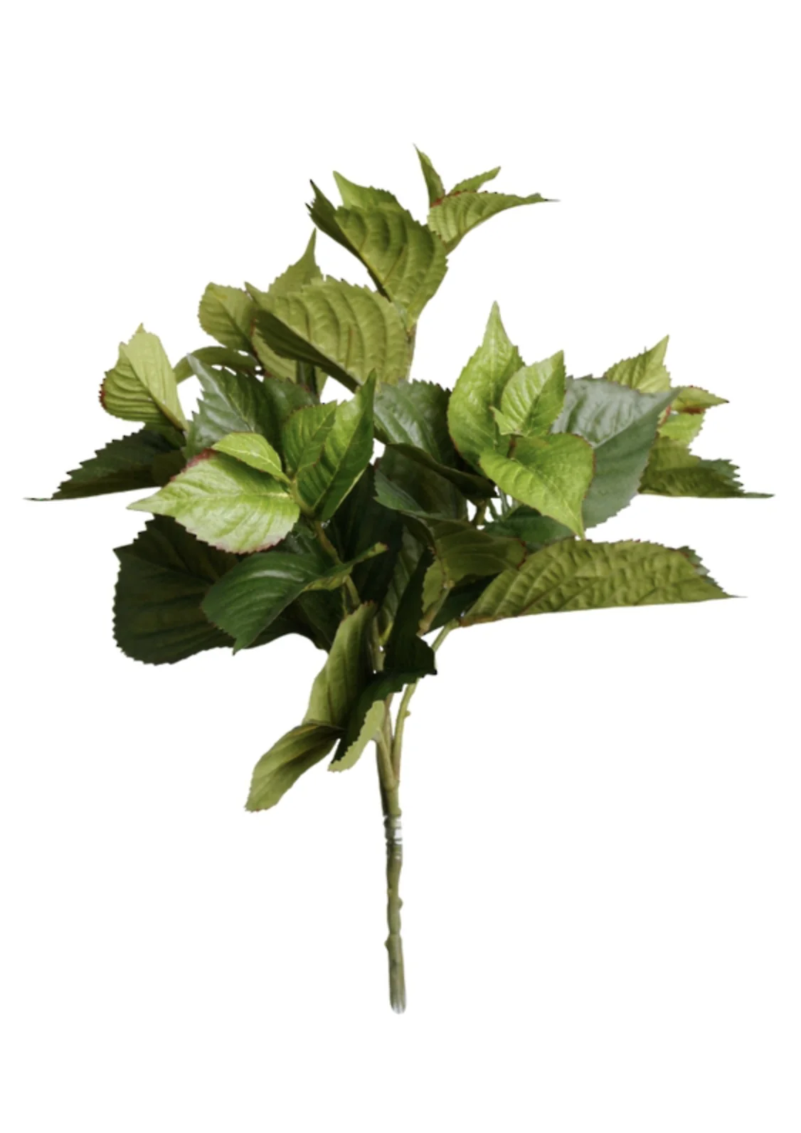Hydrangea Leaf Bush