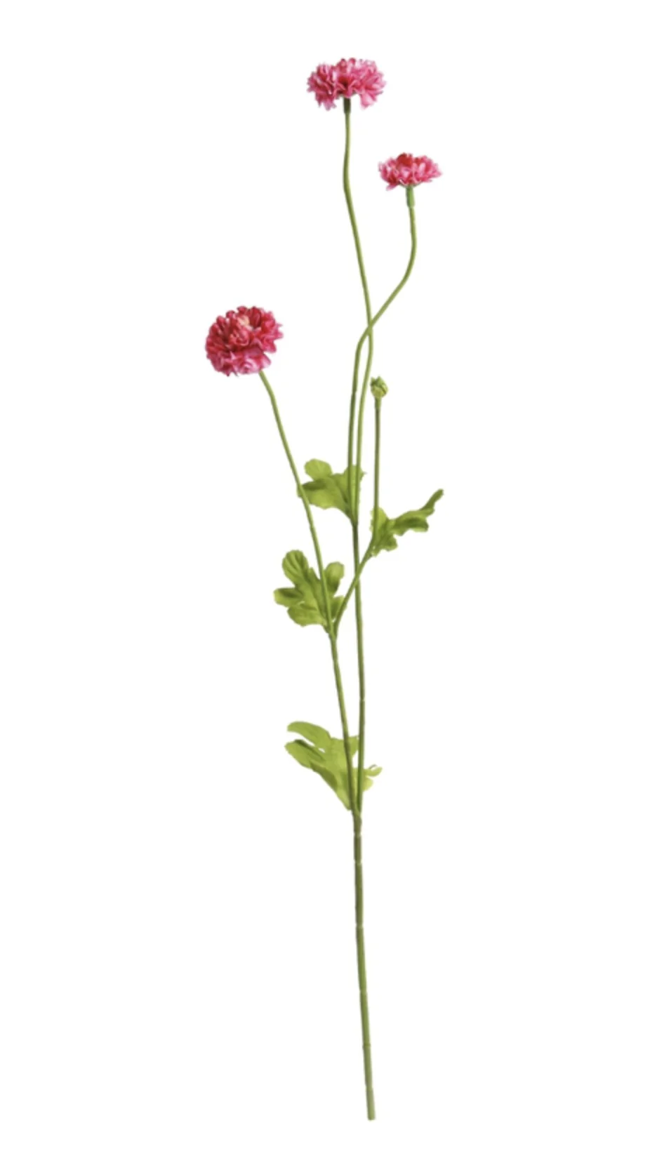 Pompom Spray x4 - Beauty