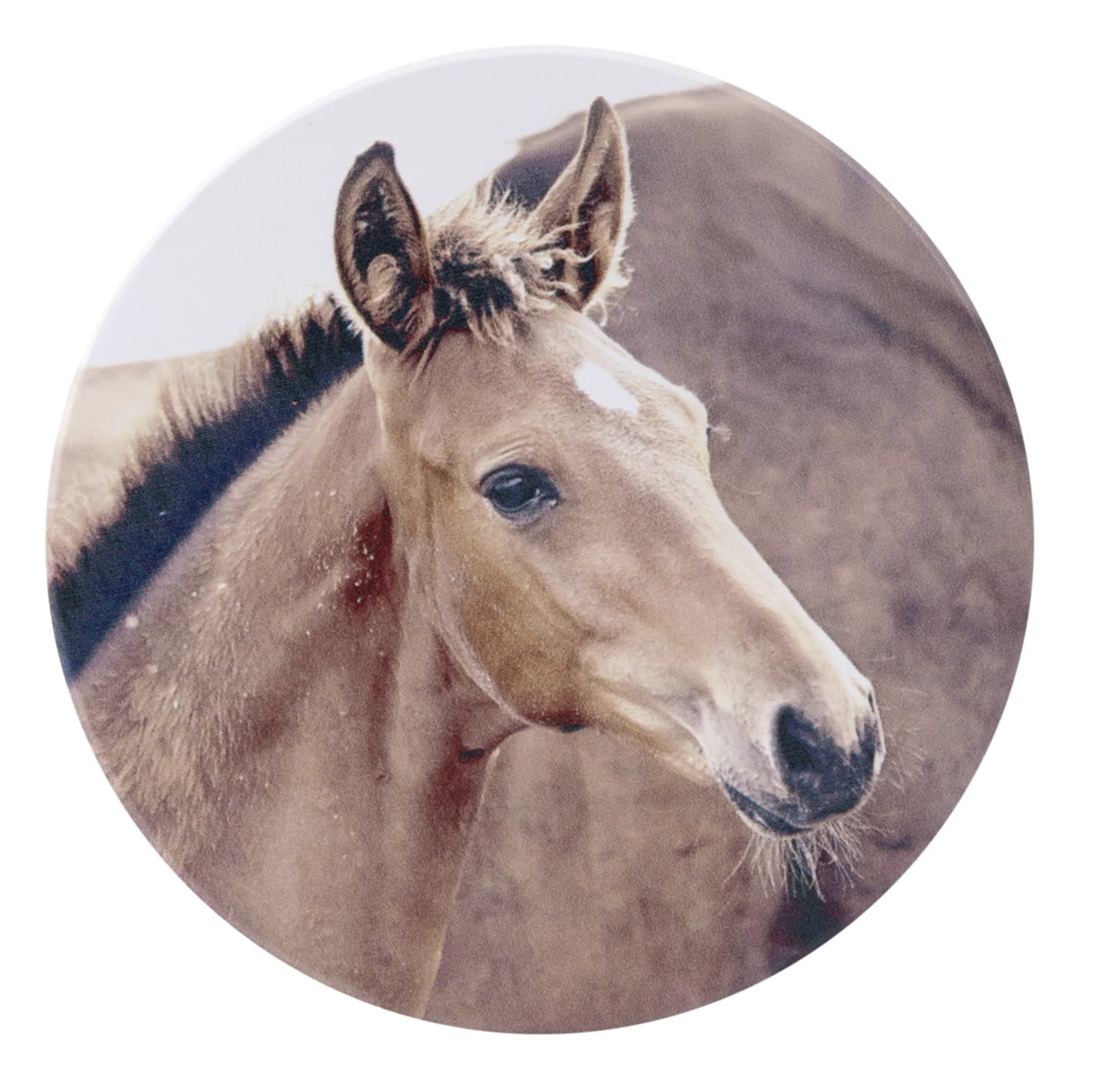 Rustic Meadow Foal Ceramic Coaster